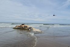 Bangkai Paus Sepanjang 13,8 Meter Terdampar di Pantai Bali