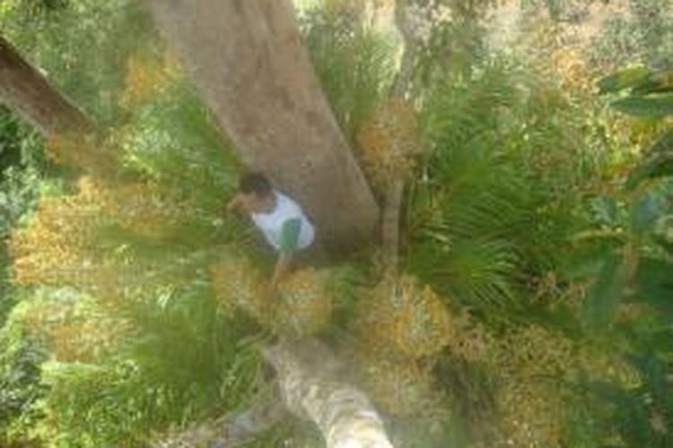 Grammatophyllum atau biasa disebut warga Kabupaten Mukomuko, Bengkulu, sebagai anggrek tebu menempel di salah satu batang pohon.