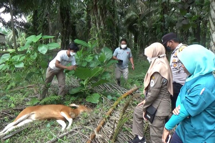 Puluhan Ekor Sapi Mati Mati Mendadak Diduga Terserang Virus Jembrana *** Local Caption *** Puluhan Ekor Sapi Mati Mati Mendadak Diduga Terserang Virus Jembrana