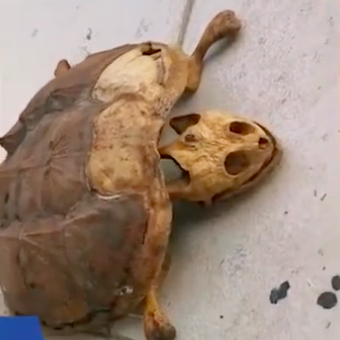 Bangkai kura-kura peliharaan mahasiswa di Wuhan, China, yang tinggal tulangnya saja.