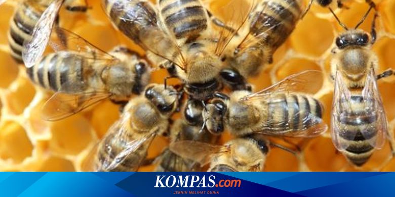Langka Seekor Lebah Betina Lahir Dari 2 Ayah Tanpa Ibu