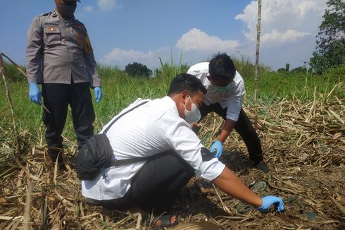 Kerangka Manusia Ditemukan di Perkebunan Tebu Mojokerto, Diduga Meninggal Lebih dari 3 Bulan Lalu