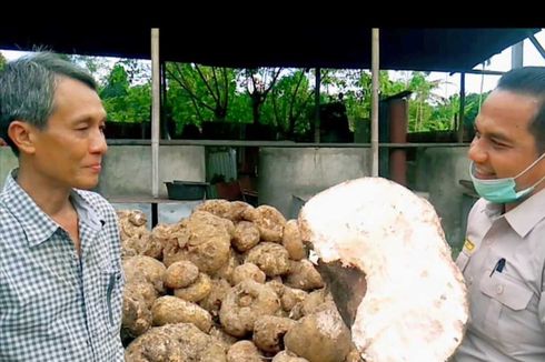 Lagi Tren Ditanam Petani, Apa Itu Porang dan Berapa Harganya?