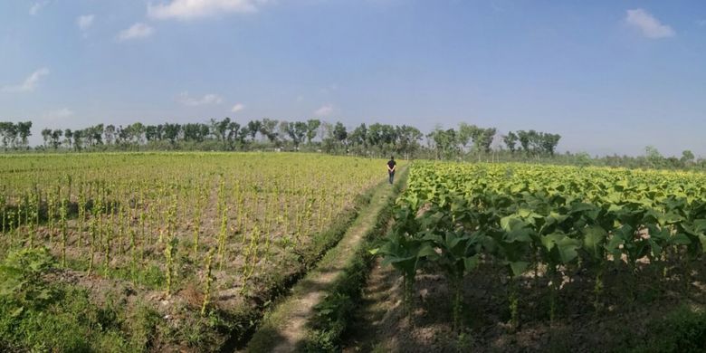 Lahan perkebunan tembakau di Desa Puyung, Lombok Tengah