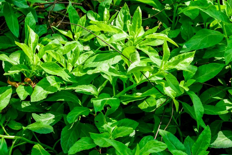 Ilustrasi daun dewa (Gynura divaricata). 