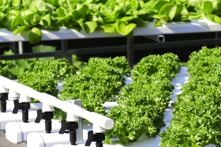 Ilustrasi menanan sayuran hidroponik. 