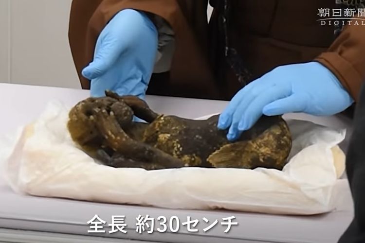 Tangkapan layar dari video yang menunjukkan peneliti menaruh mumi seperti putri duyung di Jepang.