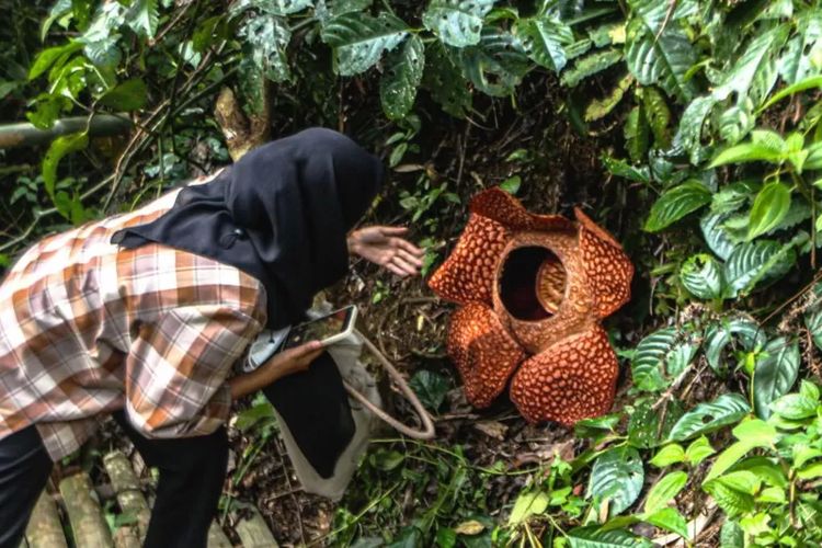 Seorang perempuan memandangi bunga Rafflesia arnoldii raksasa yang mekar di pekarangan rumah warga di Kecamatan Kepahiang, Bengkulu, pada 30 Agustus 2021.