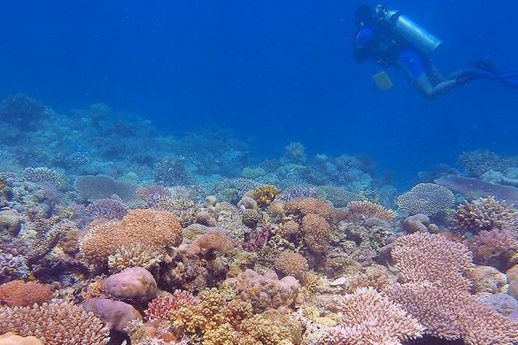 View salah satu spot diving di Taka Bajang Pogo, Taman Nasional Taka Bonerate