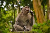 Kisah Godzilla, Monyet Thailand yang Mati akibat Makan 'Junk Food'