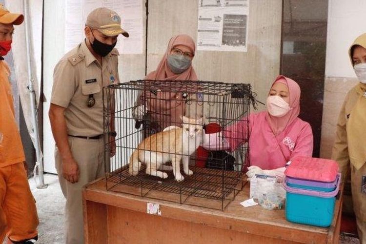 Petugas Suku Dinas Ketahanan Pangan Kelautan dan Pertanian (KPKP) Jakarta Pusat menggelar vaksinasi rabies gratis di halaman Kantor Kelurahan Utan Panjang, Kecamatan Kemayoran, Jakarta Pusat pada Senin (15/11/2021).