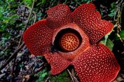 Bukan Cuma Rafflesia Arnoldii, Ini Jenis-jenis Rafflesia di Indonesia