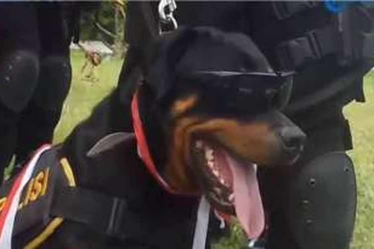 Saat Arco Si Anjing Pengendali Massa Yang Trendi Jadi Idola