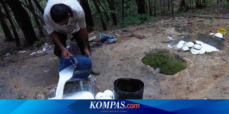 Bawang Merah Tingkatkan Produktivitas Karet