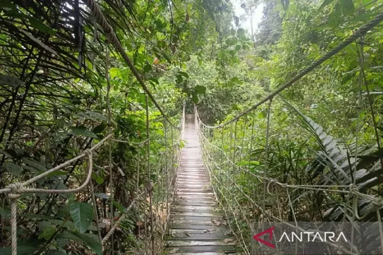 Hutan di Taman Nasional Kutai, Kalimantan Timur.