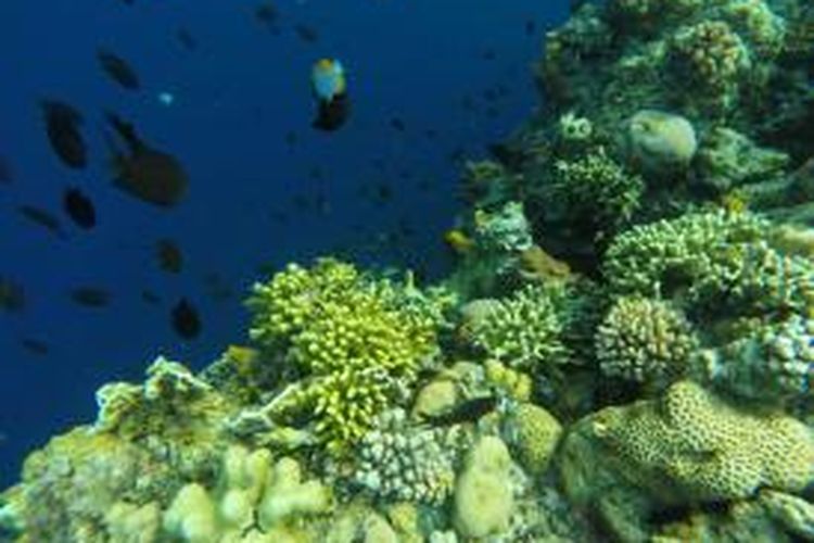 Salah satu tempat menyelam di dekat Dermaga Pulau Bunaken, Manado, Sulawesi Utara.