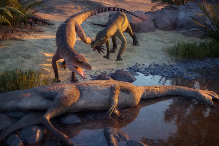 Tersimpan 75 Tahun di Gudang Museum, Spesies Baru Nenek Moyang Buaya Akhirnya Terungkap