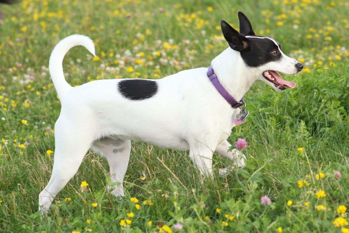 anjing rat terrier