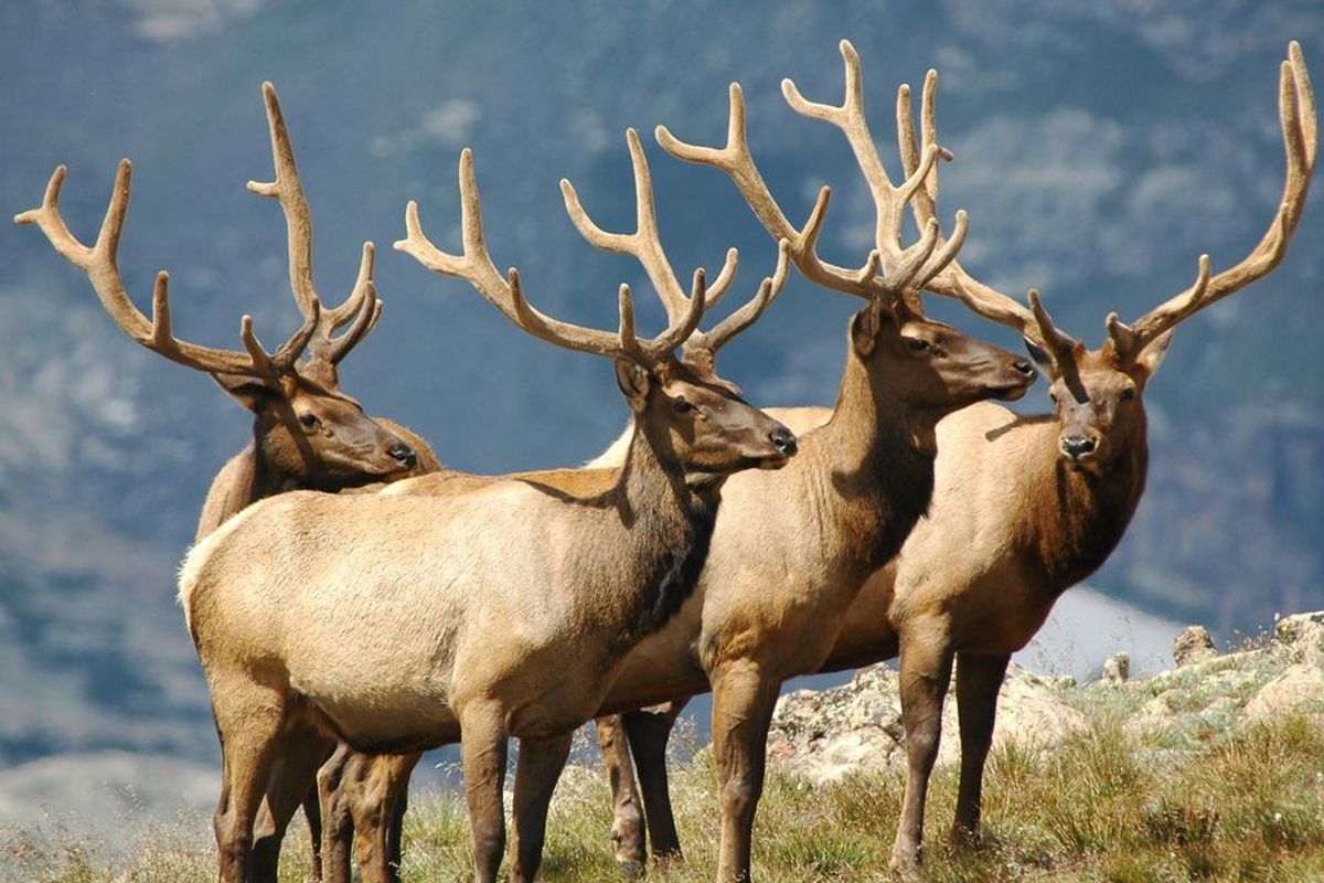 Elk