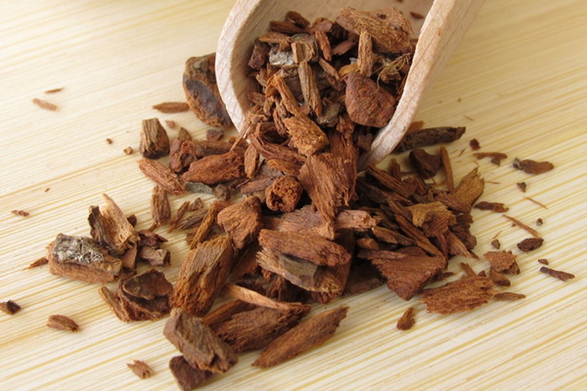 Ilustrasi hasil panen kina. 