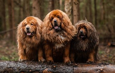 7 Ras Anjing Terbesar di Dunia, Ada yang Seberat 100 Kilogram