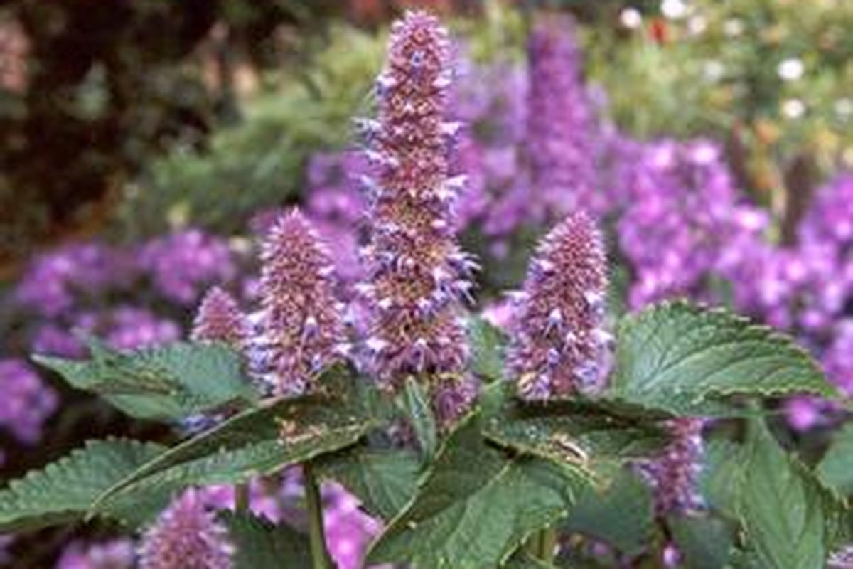 Tanaman Agastache rugosa atau Huo Xiang. Berguna untuk menghilangkan lembab, menetralkan dehidrasi, menghilangkan mual.