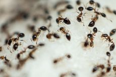 8 Tips Mengusir Semut dari Rumah, Pakai Kopi hingga Bedak Bayi