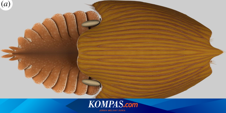 Dijuluki Kapal Induk, Fosil Makhluk Laut Berusia 506 Juta Tahun Ditemukan
