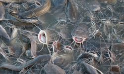 Ikan Air Tawar Lebih Tangguh Hadapi Pemanasan Global Dibanding Ikan Laut