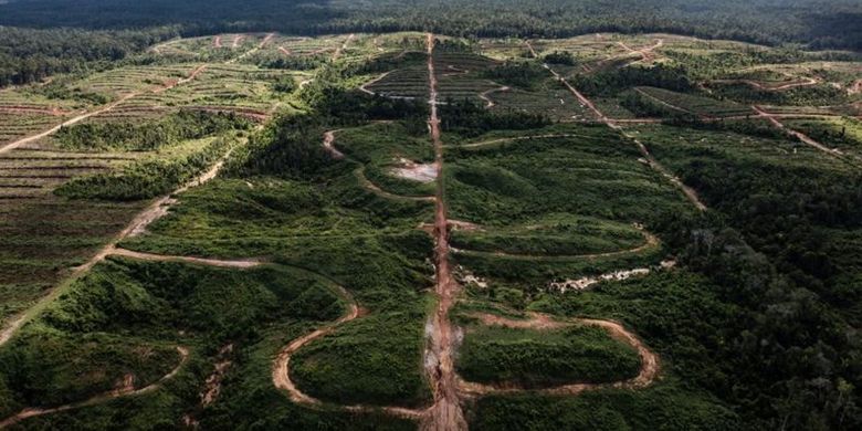 Tak jauh dari hutan adat Petrus, hamparan hutan telah berganti menjadi petak-petak perkebunan kelapa sawit. Foto diambil tahun 2018.