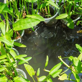 Ilustrasi menanam kangkung aquaponik