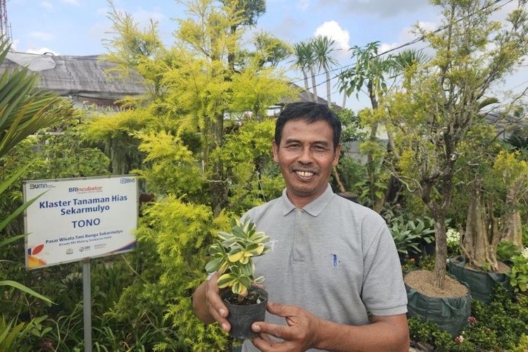 Tono, salah satu penjual di Klaster Tanaman Hias Sekar Mulyo binaan BRI, menunjukkan salah satu koleksi tanamannya yang menjadi mata pencarian utama bagi warga sekitar.