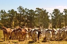 Cuaca Panas Akibatkan 500 Ekor Sapi Mati di Australia Barat