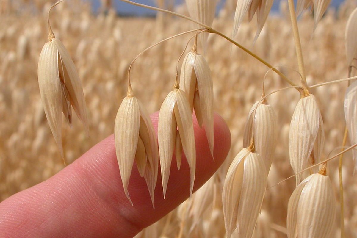 Avena sativa saat masih di pohon