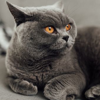 Ilustrasi kucing British Shorthair