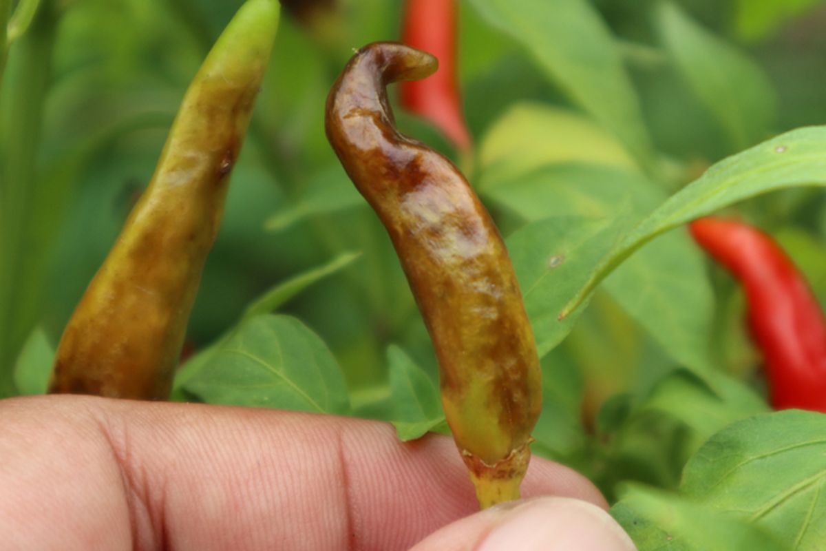 Ilustrasi penyakit patek pada tanaman cabai atau antraknose. 