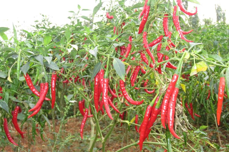 Ilustrasi tanaman cabai.