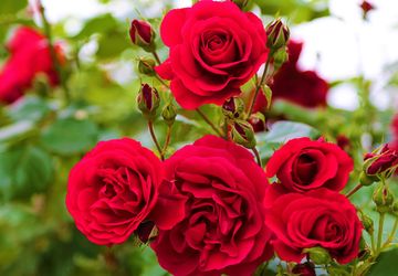 6 Tips agar Bunga Mawar Cepat Mekar