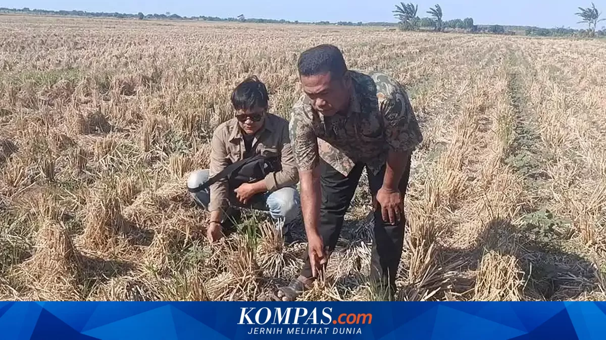 Irigasi Macet Bertahun-tahun, 95 Hektare Sawah di Cirebon Kini Mengering