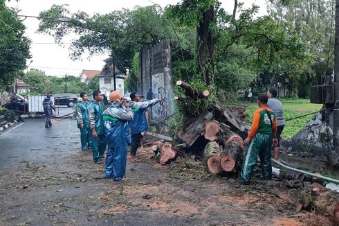 Pohon Roboh Timpa Sebuah Mobil yang Sedang Melintas di Yogyakarta