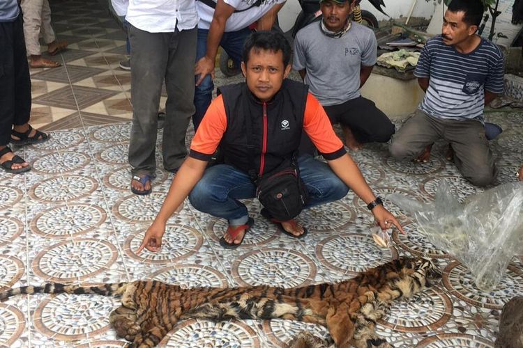Petugas kepolisian membentangkan kulit harimau sumatera yang disita dari tiga orang tersangka perdagangan satwa dilindungi di Kabupaten Inhu, Riau, Sabtu (15/2/2020).