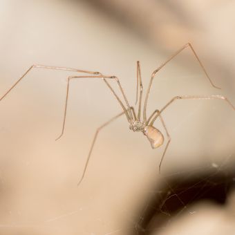 Ilustrasi laba-laba di rumah. 