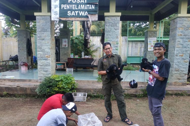 Siamang yang berhasil diselamatkan dari penjualan satwa dilindungi menjalani proses rehabilitasi di Pusat Penyelamatan Satwa BKSDA Bengkulu - Lampung. (FOTO: Istimewa)