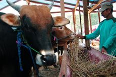 Sehari Pesta Daging, Kirim Hewan Kurban ke Lokasi Bencana