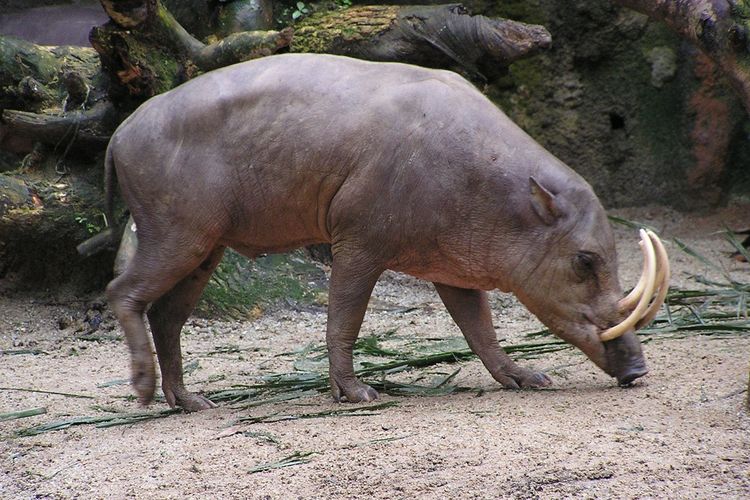 Babirusa