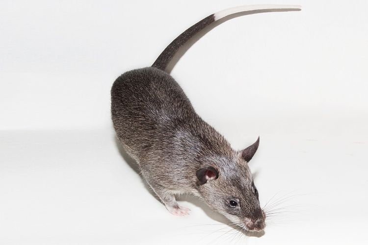 Tikus berkantung Afrika. Salah satu hewan pengerat tercerdas, yang sering digunakan dalam misi kemanusiaan, seperti mendeteksi keberadaan ranjau.. 