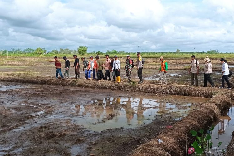 Petani Desa Talio Hulu, Kabupaten Pulang Pisau, Kalteng, bersama BRGM saat berada di sawah lahan gambut pasang surut, Kamis (15/6/2023). 