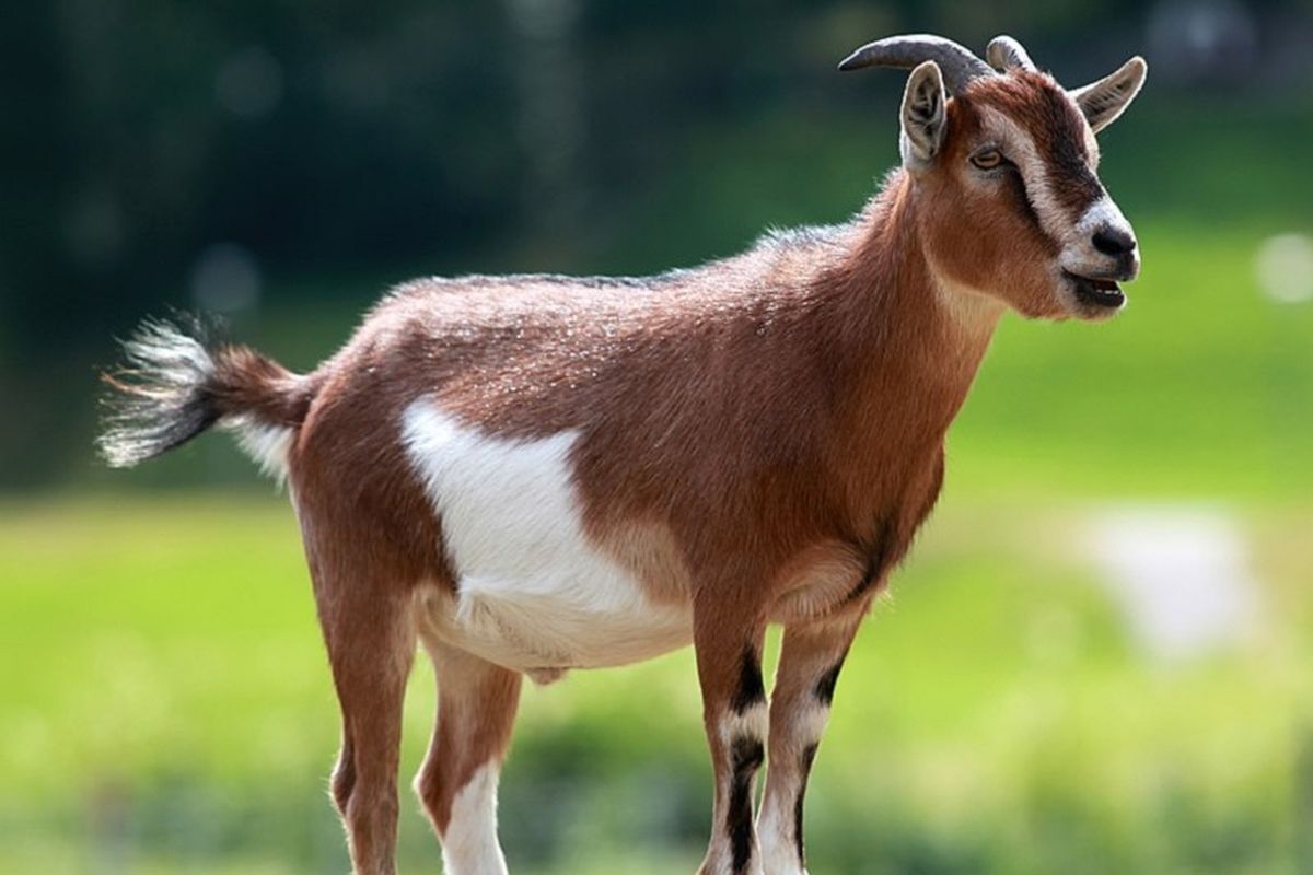 Terbukti Perkosa Seekor Kambing, Pria Afsel Diadili