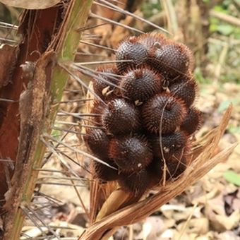 Ilustrasi pohon salak