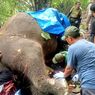 Terseret Arus Sungai, Gajah Seberat 2,5 Ton di Bali Zoo Ditemukan Mati